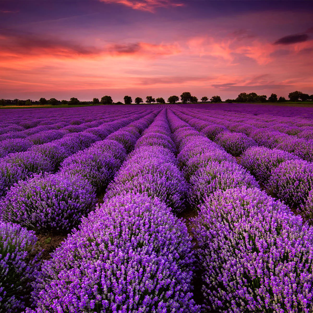 Lavendelveld