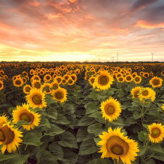 Sunflower Sunset
